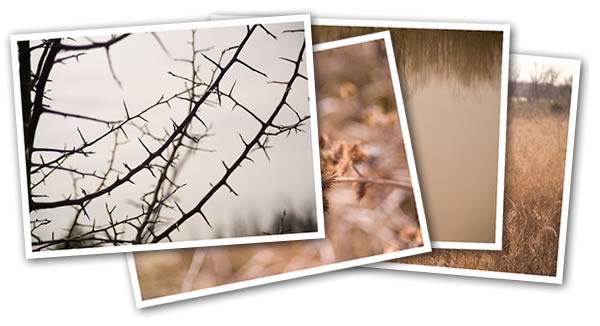 array of pictures array of pictures